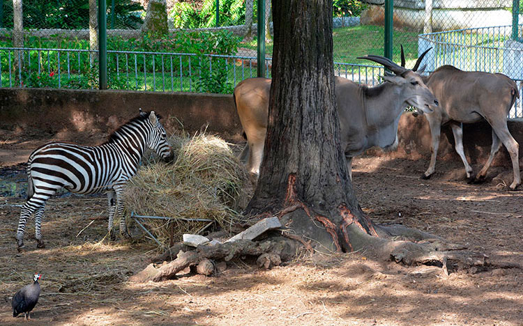 Especies de la región africana, entre las que destacan cebras, guineos, avestruces, conviven en el parque. (Foto: Luis Machado Ordetx) Especies de la región africana, entre las que destacan cebras, guineos, avestruces, conviven en el parque. (Foto: Luis Machado Ordetx)