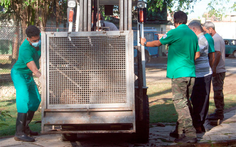 Transportación de las jaulas hacia el recinto definitivo en el Parque Zoológico de Santa Clara, institución con más de 400 animales y 67 especies diferentes. (Foto: Luis Machado Ordetx) Transportación de las jaulas hacia el recinto definitivo en el Parque Zoológico de Santa Clara, institución con más de 400 animales y 67 especies diferentes. (Foto: Luis Machado Ordetx)